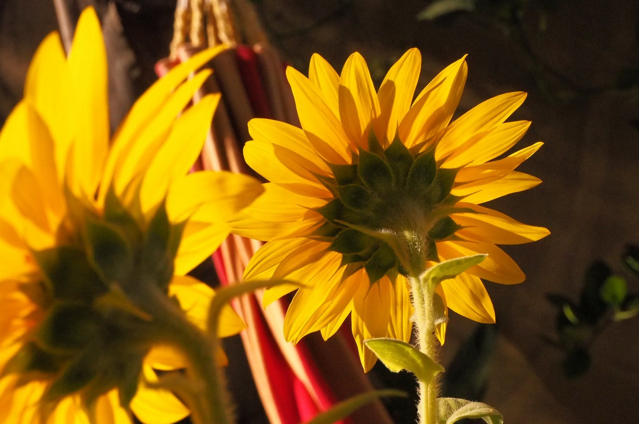 gardening-for-mental-health-the-hungry-gardener