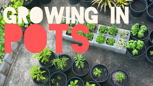 Growing in Pots : Gardening Tips for Renters