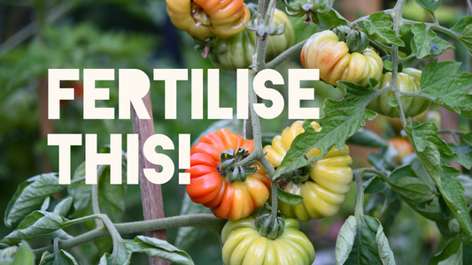 Get the best from fertilisers in your garden